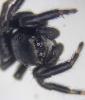 Evarcha arcuata